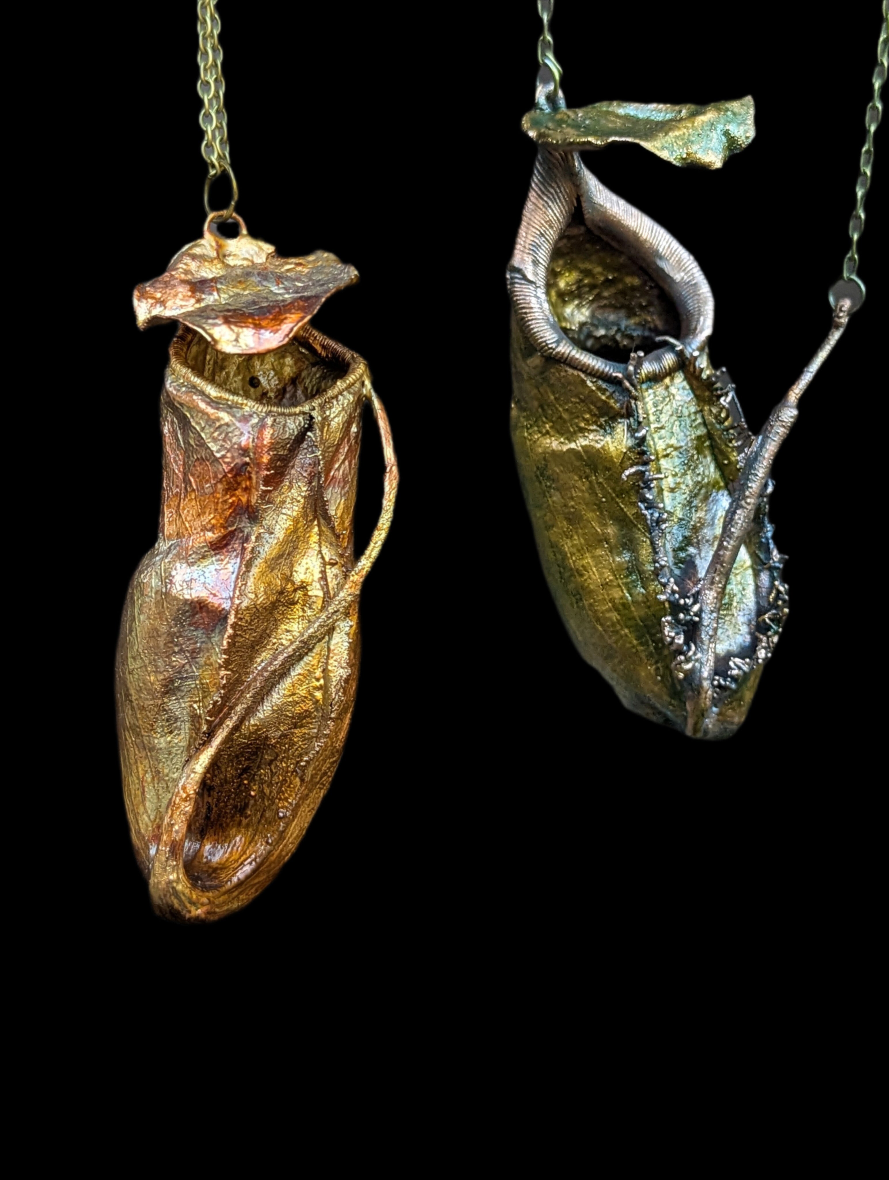 Nepenthes Carnivorous Pitcher Plants